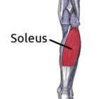 Soleus Muscle and it's role - Geelong Myotherapy & Wellness Centre