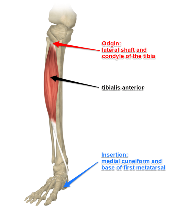 Tibialis Anterior Muscle - Geelong Myotherapy & Wellness Centre