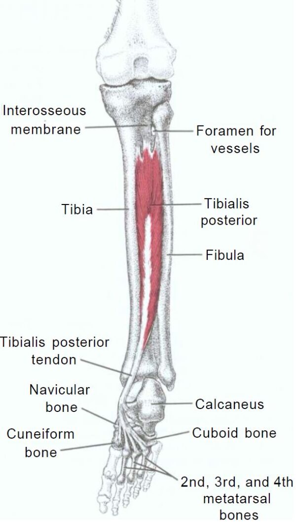 Tibialis Posterior Muscle Geelong Myotherapy And Wellness Centre 