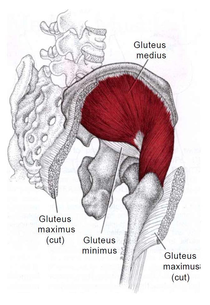 Gluteus medius - Origin, insertion and actions